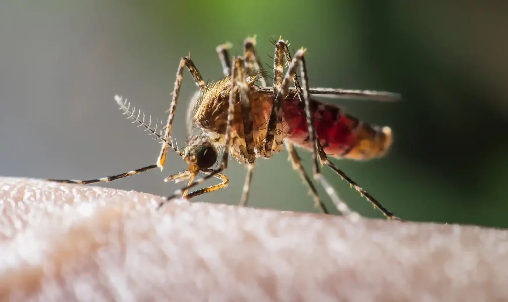 Cjepivo protiv malarije: Dobrovoljno se prijavila da je ugrize stotine komaraca – Dobila je malariju