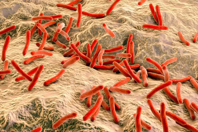 Bakterije gube mogle bi biti ključ pomoći u <b>regeneraciji jetre</b>