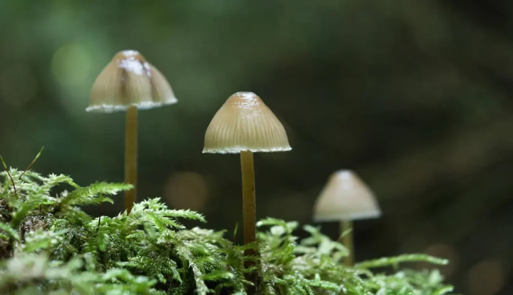 Ključna studija: ‘Sastojak čarobne gljive obećava kao lijek za depresiju’