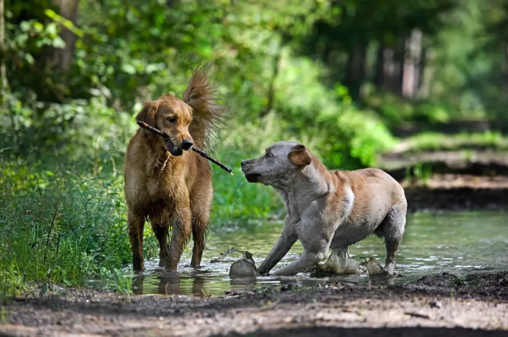 Doživljavaju li životinje poput pasa <b>društvenu predanost poput ljudi</b>?