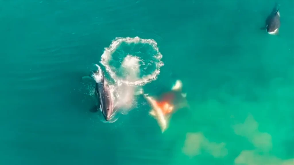 Istraživanje: Kad veliki bijeli morski pas sretne <b>kitove ubojice</b>