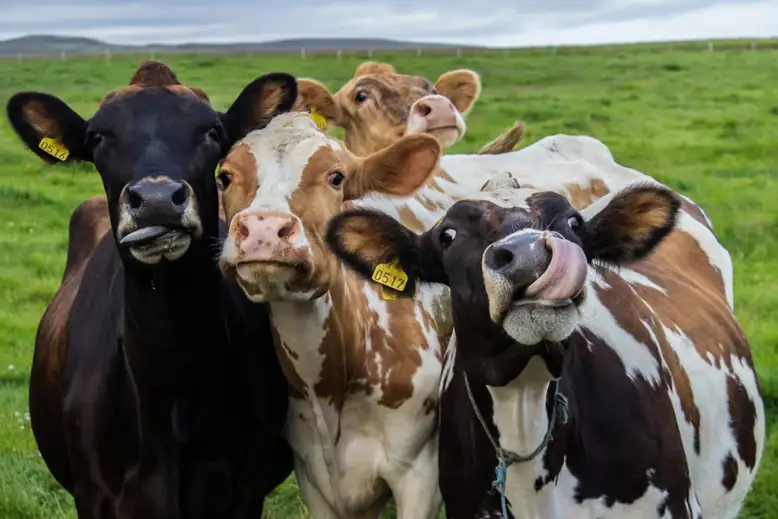 <b>Hranjenje krava konopljom</b> čini ih ‘napušenim’ i njihovo mlijeko bi moglo biti nesigurno