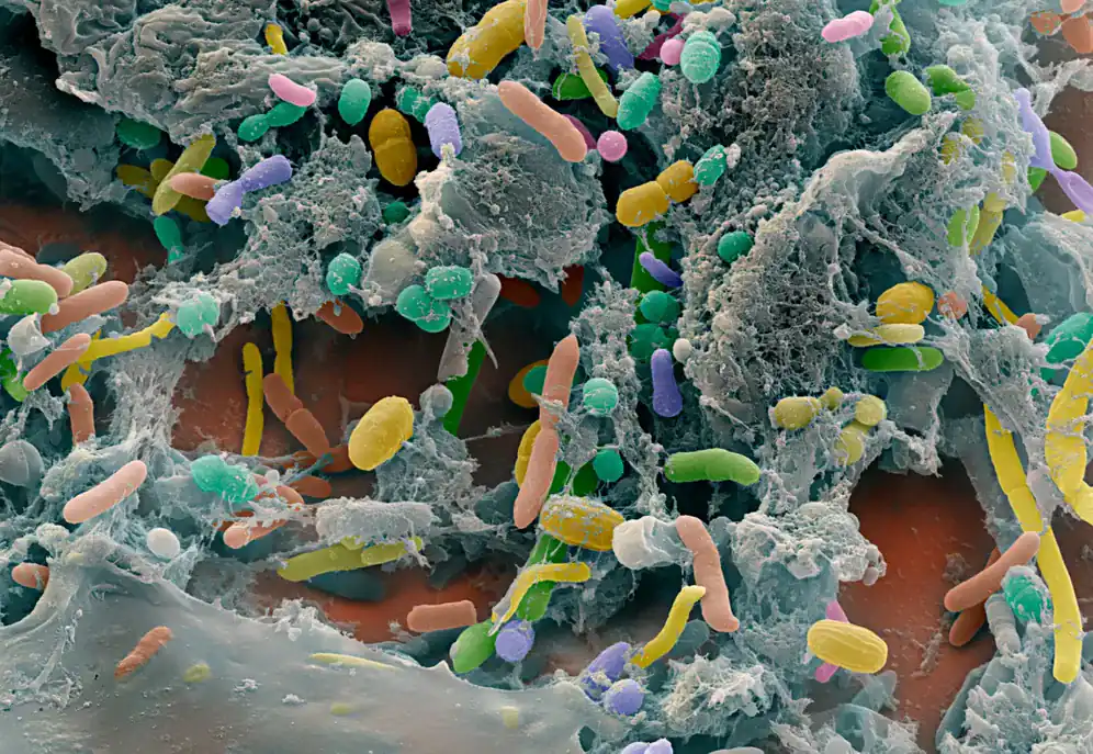 Mikrobiom – poruke iz crijeva